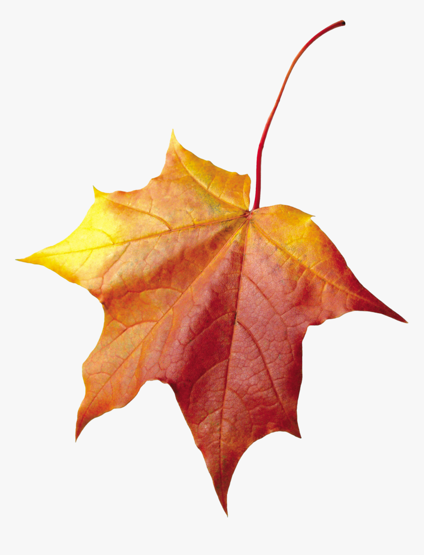 Download For Free Autumn Leaves Transparent Png File - Png Transparent Autumn Leaves, Png Download