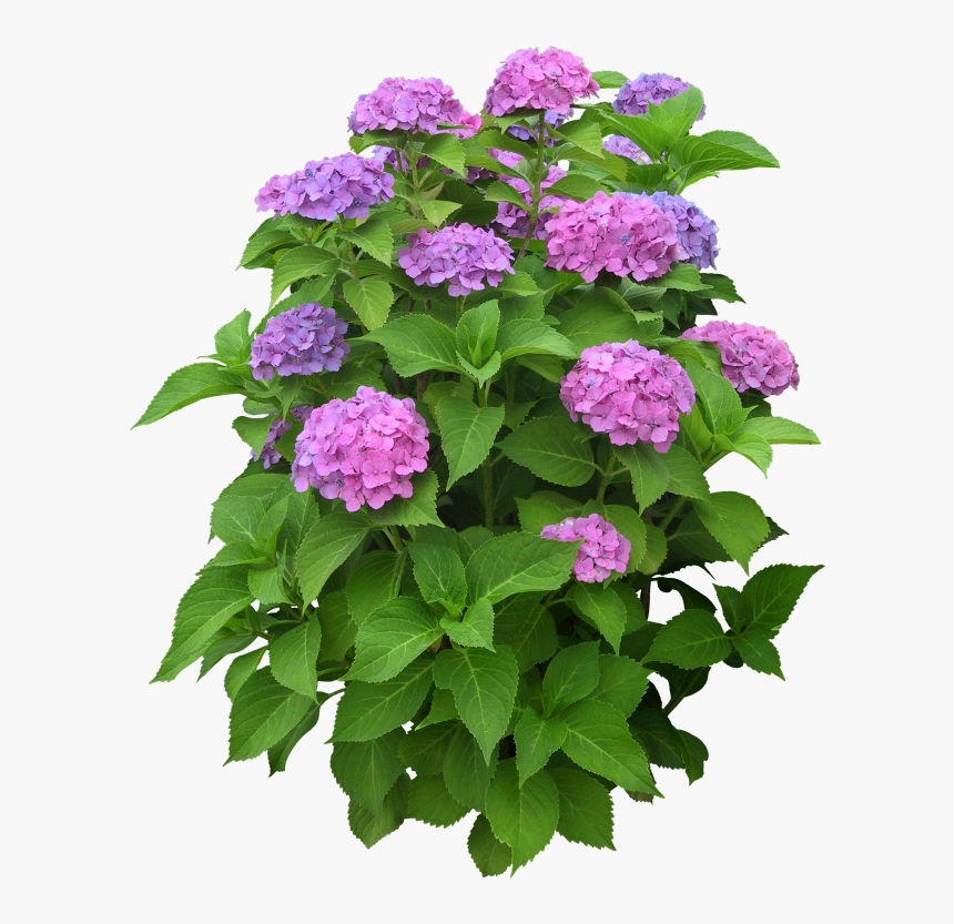 Garden-phlox - Flower Plant Png, Transparent Png