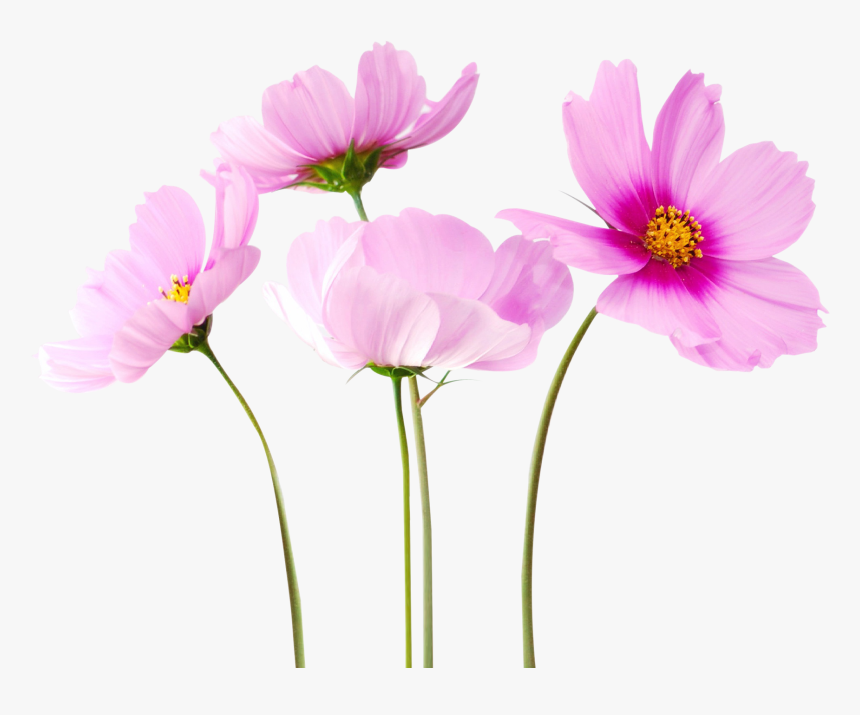 Transparent Flower Png, Png Download