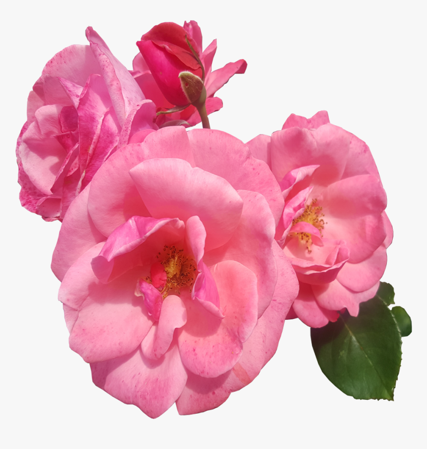 Pink Roses Transparent Image - Roses Transparent, HD Png Download