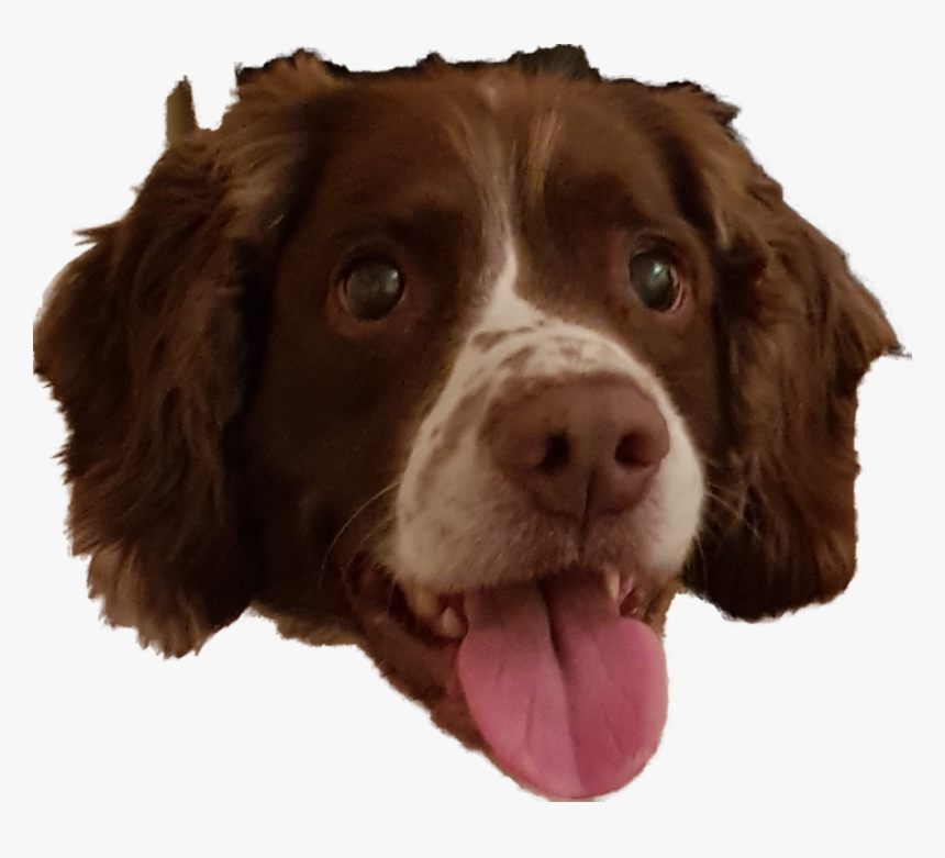 Drentse Patrijshond, HD Png Download