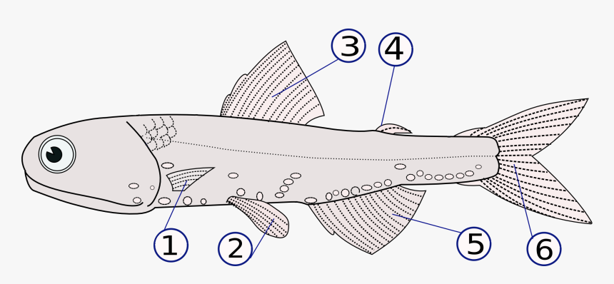 Lampanyctodes Hectoris - Fins Fish, HD Png Download