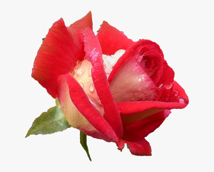 Isolated Roses, HD Png Download