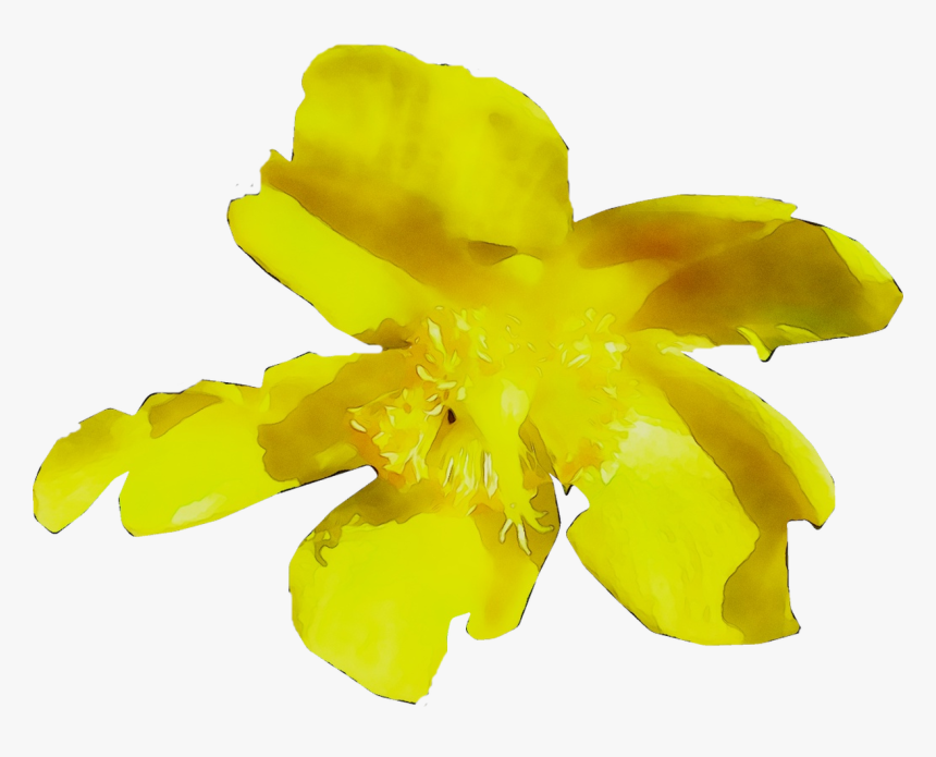 Yellow Flowering Plant Plants - Senna, HD Png Download