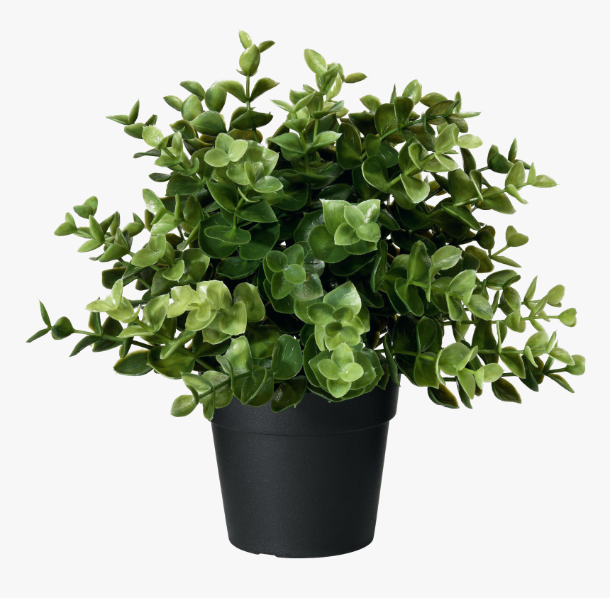 Flower,flowering - Ikea Artificial Plant, HD Png Download