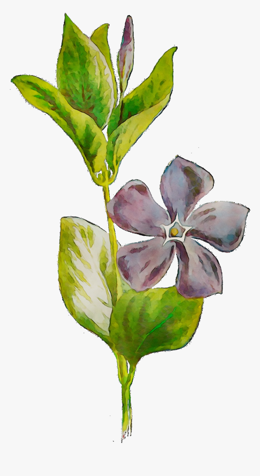 Plants Flowering Leaf Plant Stem Free Hd Image Clipart - Periwinkle, HD Png Download