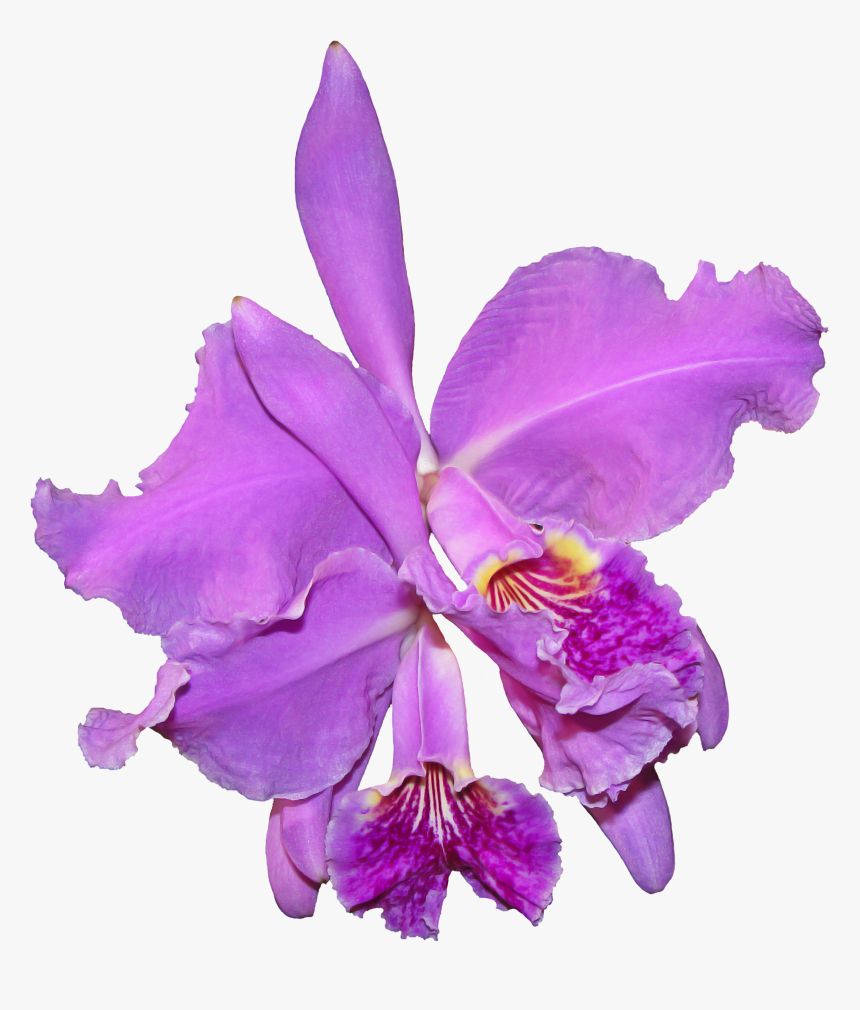 La Orquidea Png, Transparent Png