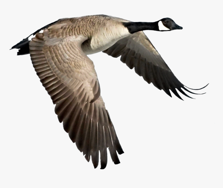 Canadian Goose Flying Gif, HD Png Download , Transparent Png Image