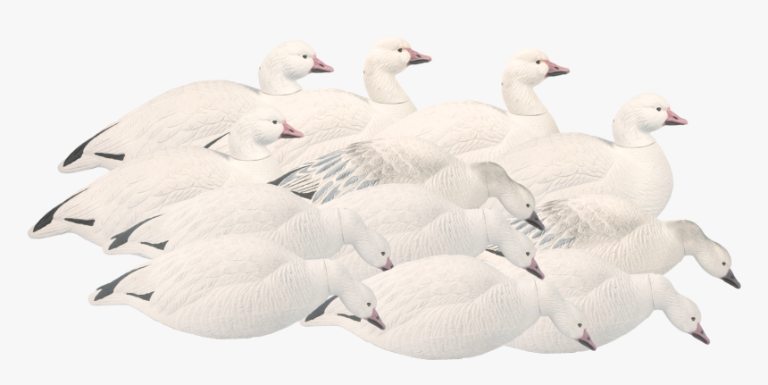 Snow Goose, HD Png Download