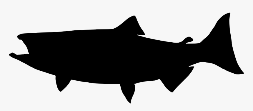 Fin - King Salmon Silhouette, HD Png Download