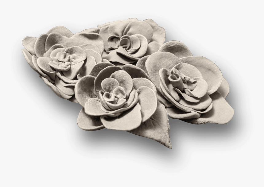 White Mexican Rose, HD Png Download