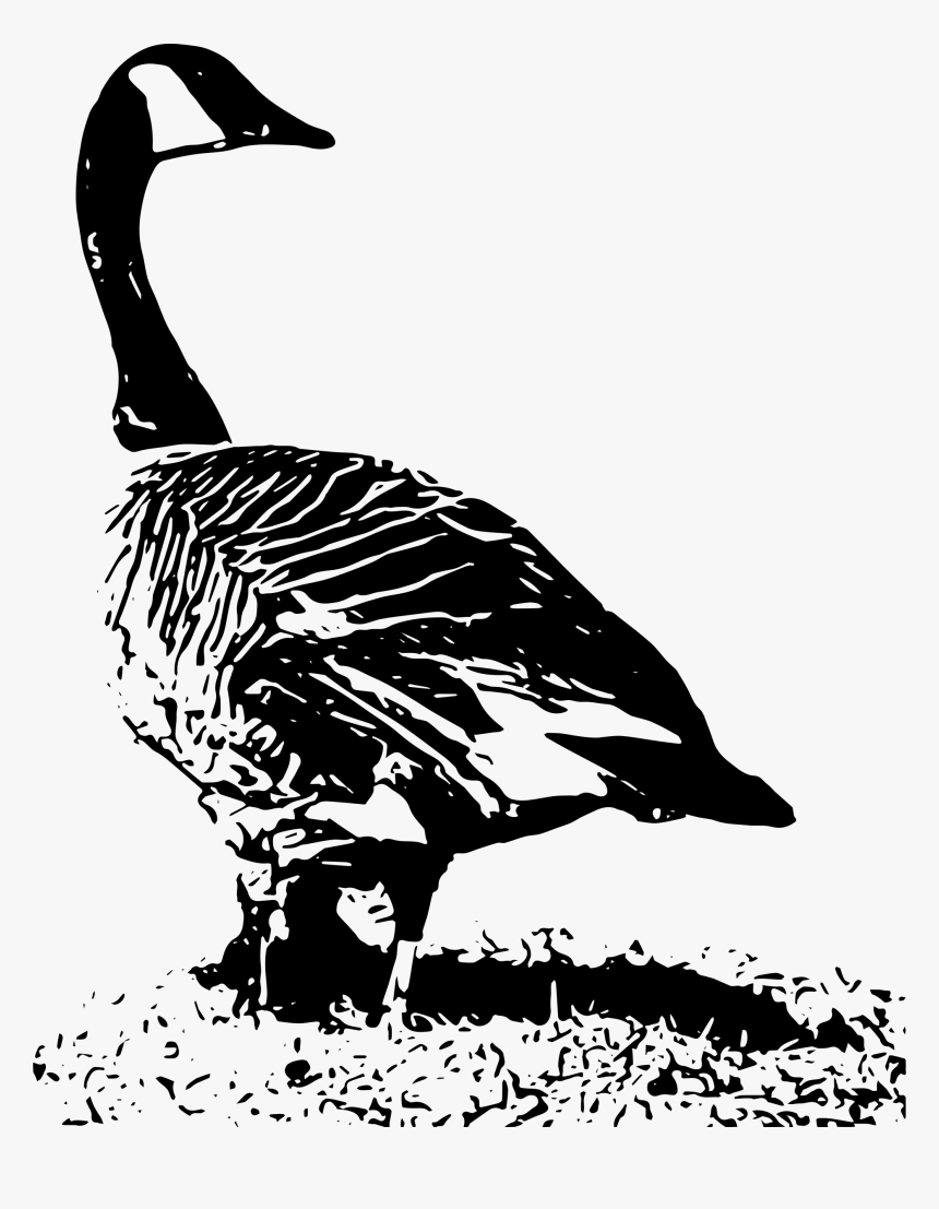 Transparent Flock Of Geese Clipart - Black And White Canada Goose Nest, HD Png Download
