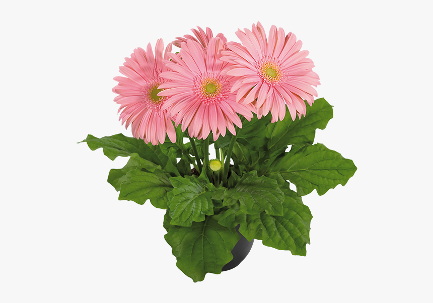 Barberton Daisy, HD Png Download