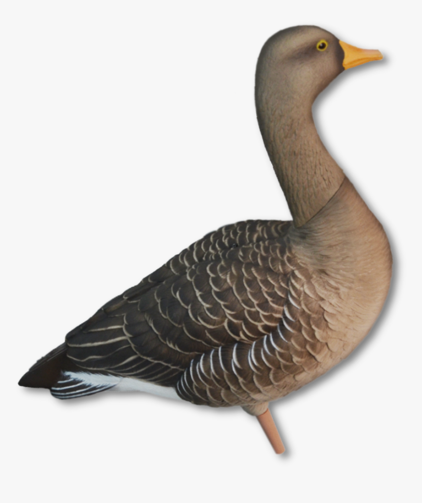 Image Of The Avian-x Greylag - Avian X Greylag, HD Png Download