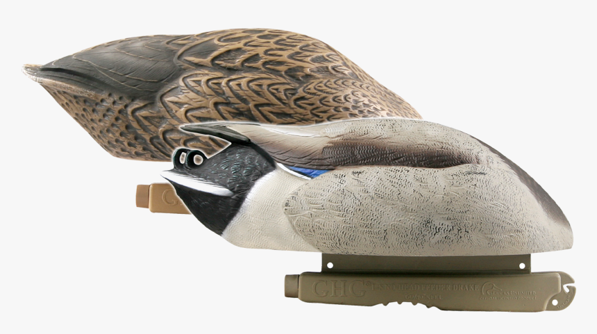 Transparent Mallard Png - Canada Goose, Png Download