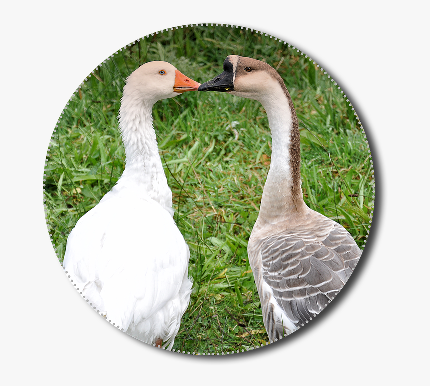 Geese Png Animals Poultry Isolated Nature Bird Gambaran