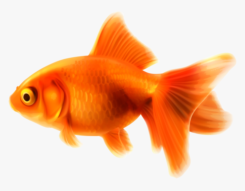 Pet Clipart Fish Feeder Goldfish Clipart Hd Png Download