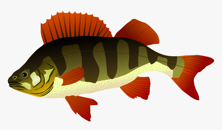 Bass Fish Clipart At Getdrawings - Окунь Рисунок, HD Png Download