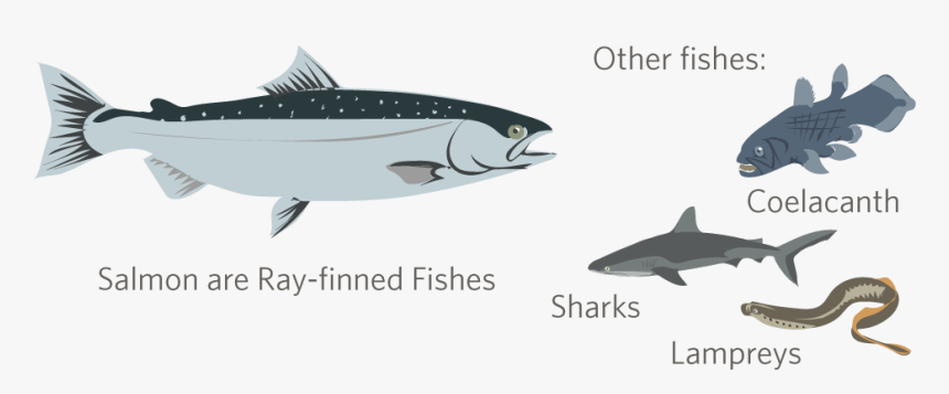 Ray Finned Fish And Shark, HD Png Download