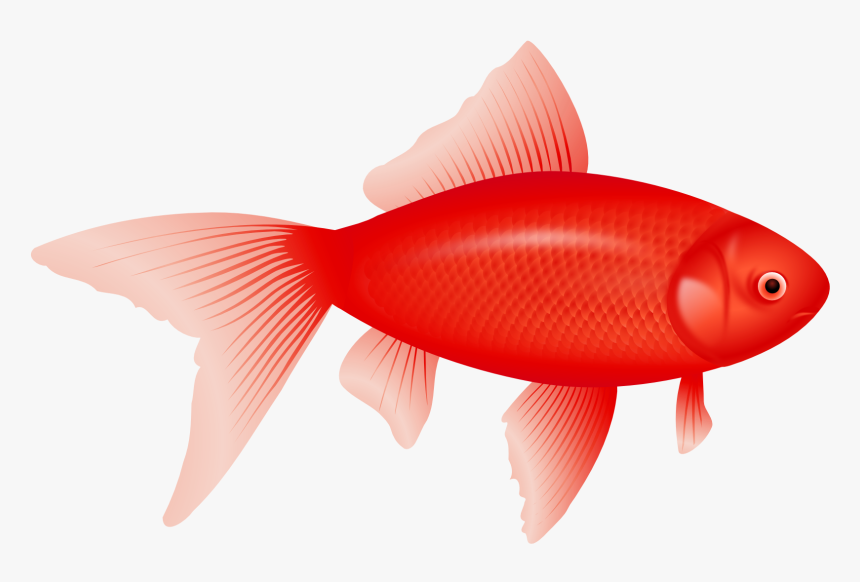 Feeder Fish Clipart Transparent Background Fish Hd Png Download