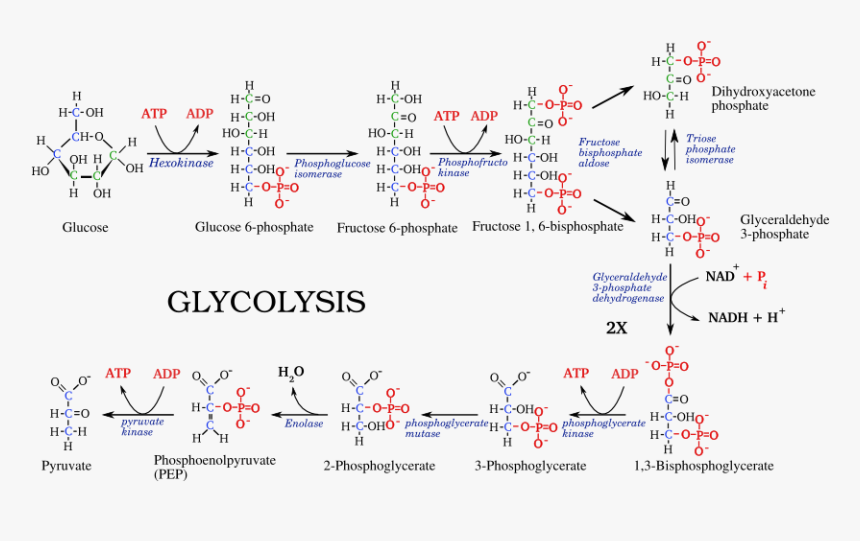 File - - Glycolysis Pathway, HD Png Download