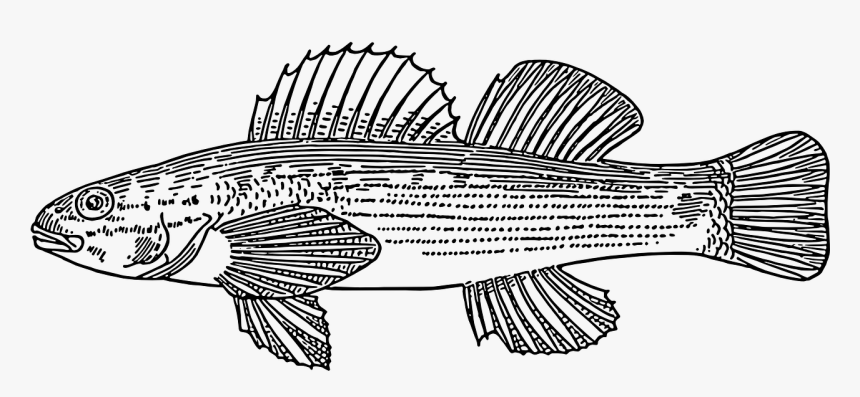Fish Scales Swim Free Picture - Darter Fish Drawing, HD Png Download