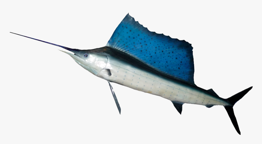 Ocean Fish Png Hd - Fish With Large Dorsal Fins, Transparent Png