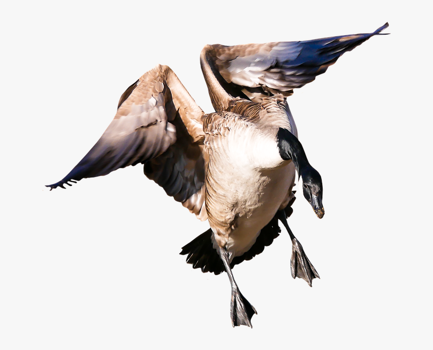Animal, Goose, Poultry, Greylag Goose, Fly, Wing, Png - Goose Funny T Shirt, Transparent Png