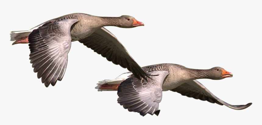 Wild Goose, Goose, Wild, Geese, Bird, Nature, Wildlife - Wild Goose Png, Transparent Png