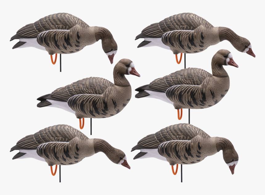 Full Body Hd Specklebelly Goose Decoys 
 Class - Goose, HD Png Download