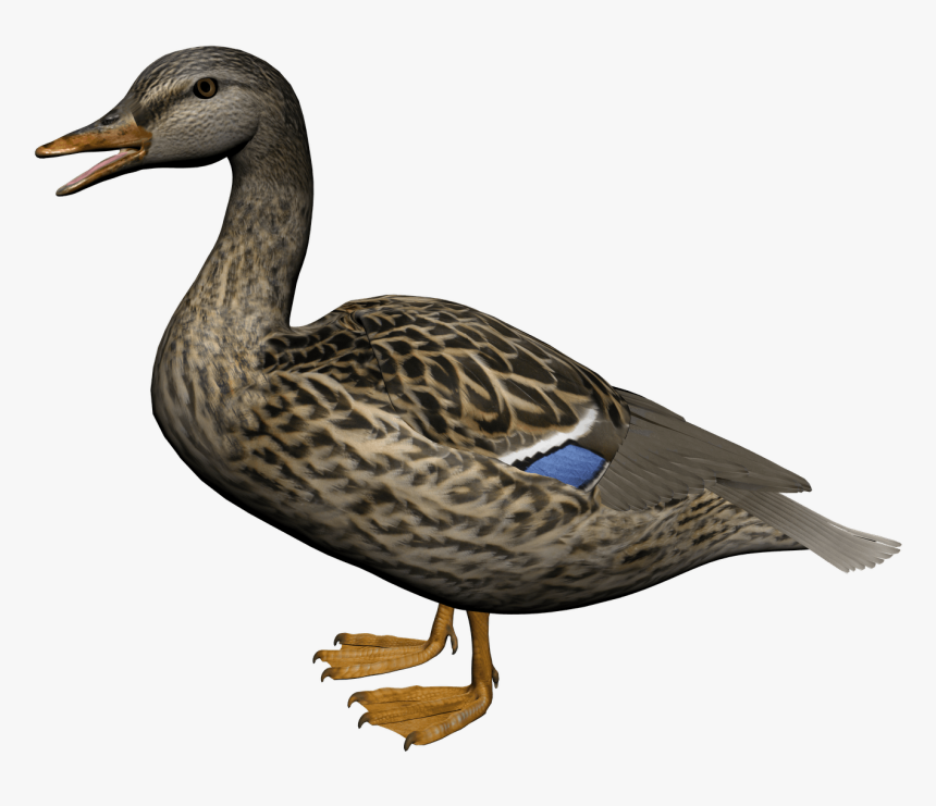 Female Mallard Duck Png, Transparent Png
