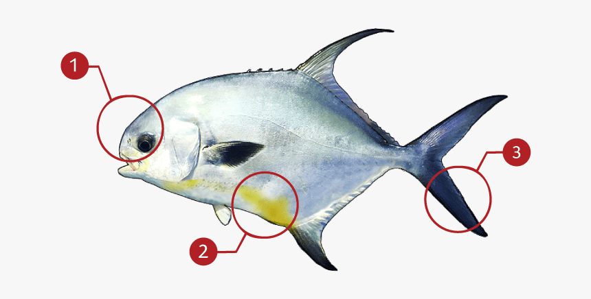 Tuna, HD Png Download