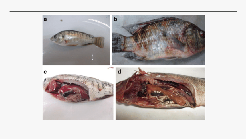 Streptococcus Agalactiae In Fish, HD Png Download