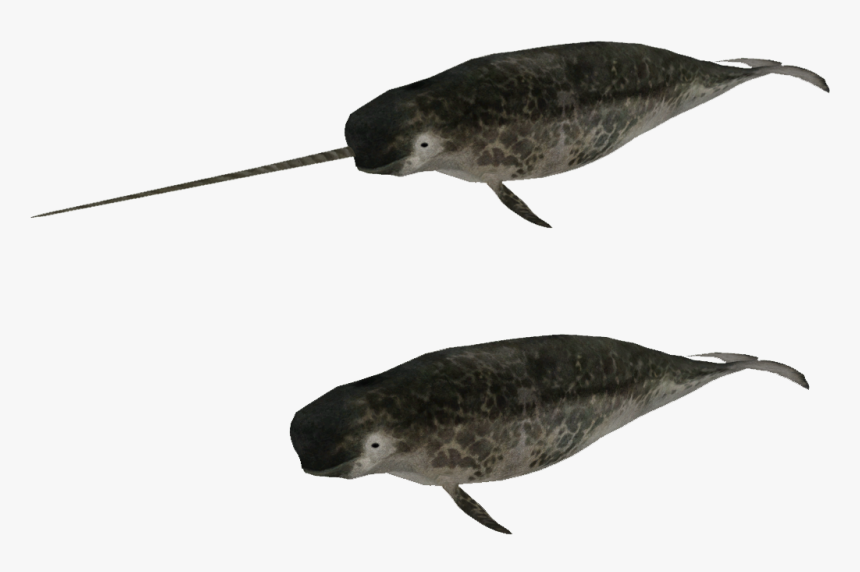 Humpback Whale - Zoo Tycoon 2 Narwhal, HD Png Download