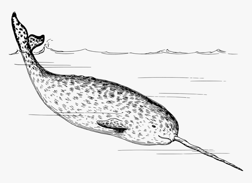 Narwhal - Narwhals Black And White, HD Png Download