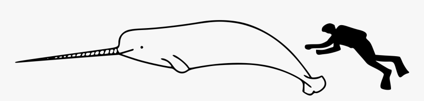 Clip Art File Size Wikimedia Commons - Narwhal Vs Human Size, HD Png Download