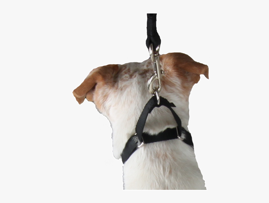 Martingale Collar - Companion Dog, HD Png Download