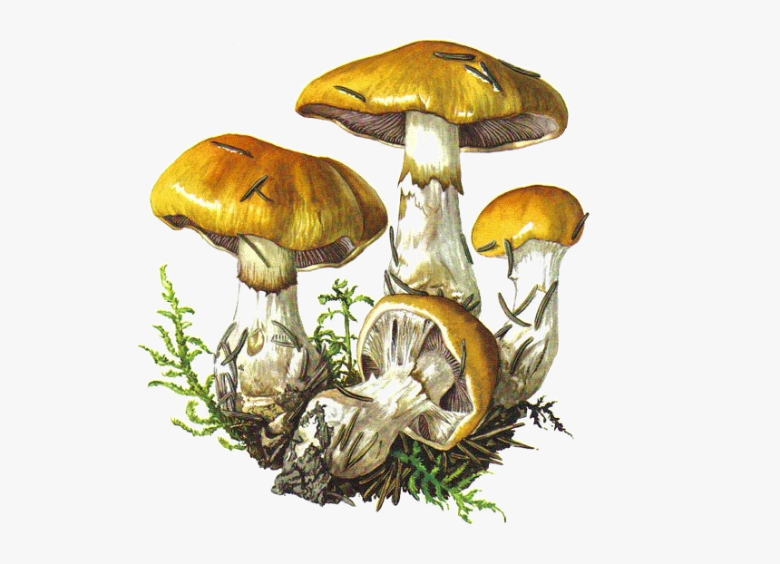 Champignons Png Tubes Pinterest - Botanical Drawing Of Fungi, Transparent Png