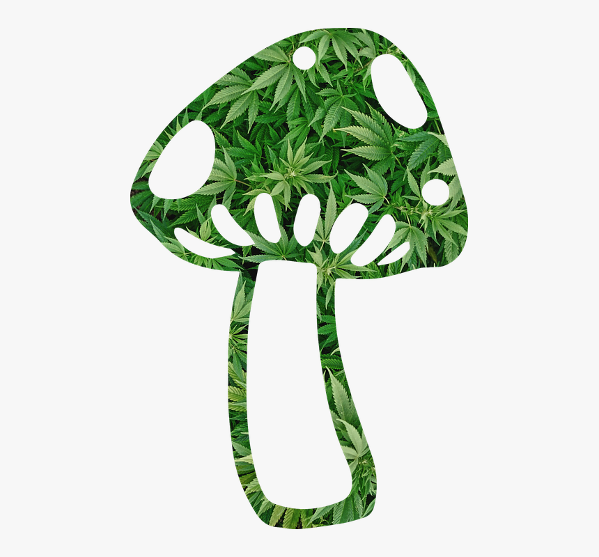 Mushroom, Shroom, Weed, Fungi, Fungus, Psychedelic - Mushroom And Weed, HD Png Download