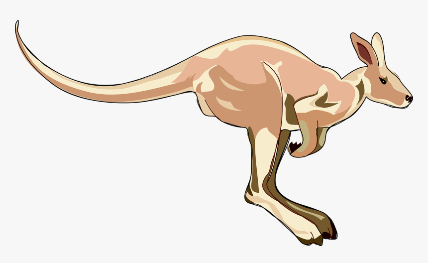 Kangaroo Clip Art, HD Png Download