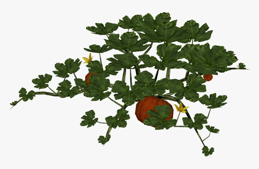Pumpkin Vines Png, Transparent Png