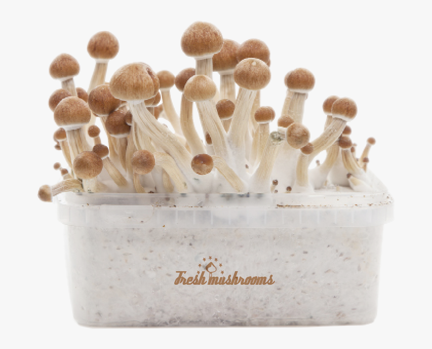 Setas Alucinogenas Amazonian, HD Png Download