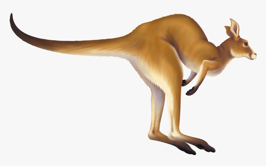 Download Kangaroo Png Animation Kangaroo Clipart Gif Transparent Png Transparent Png Image Pngitem animation kangaroo clipart gif