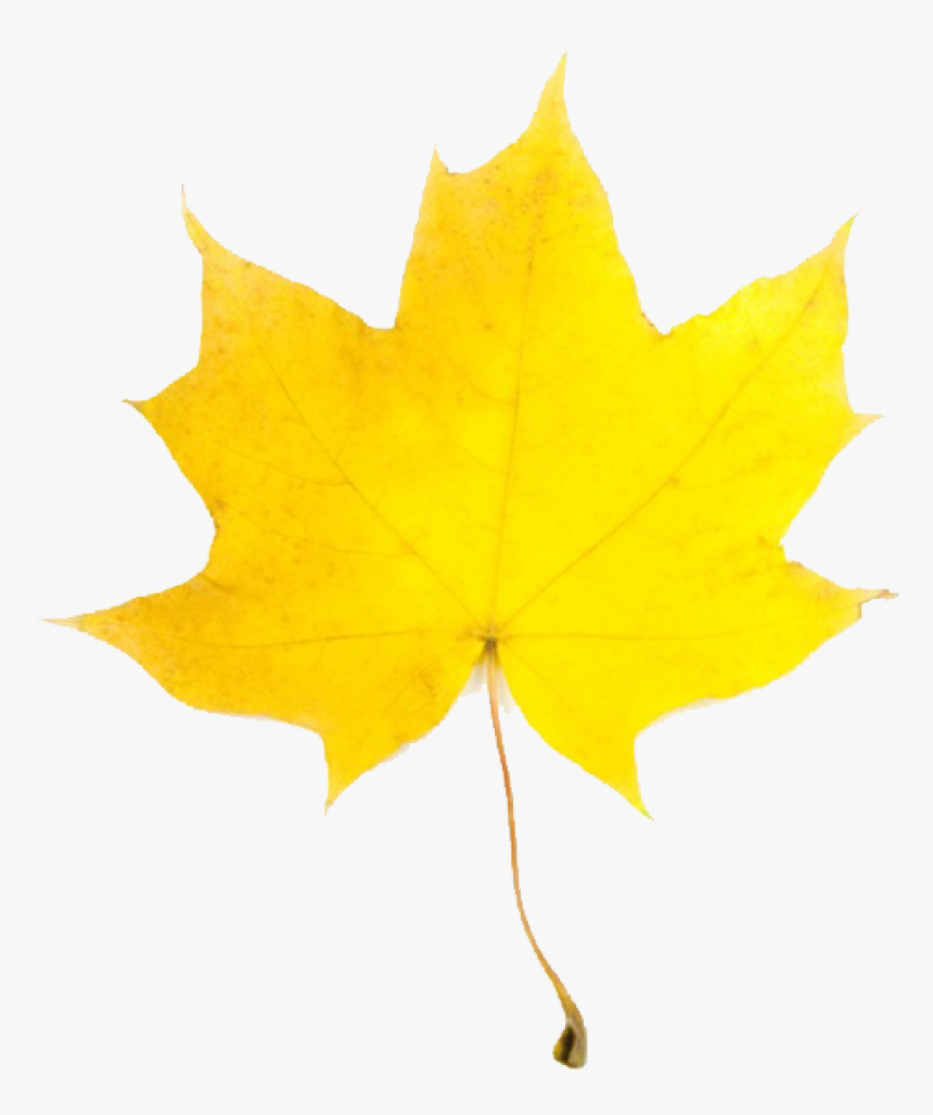 Fall Leaves Leaves Pumpkin Leaf Clip Art Free Clipart - Fall Leaves Clip Art, HD Png Download