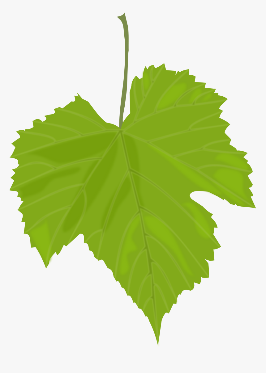 Green Leaves Png Images Free Download Pictures - Grape Leaves Clip Art, Transparent Png