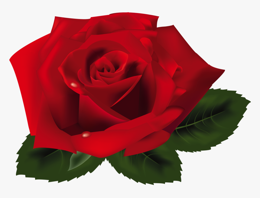 Red Rose Png Clipart - Rosa Png, Transparent Png
