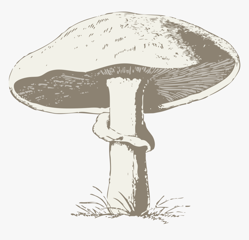Mushroom Poisonous Toxic Free Picture - Transparent Mushroom Line Art, HD Png Download