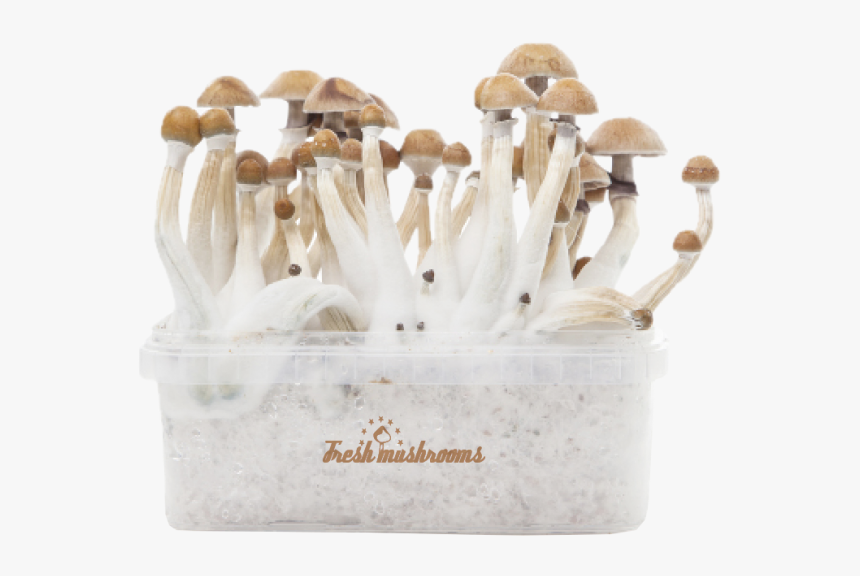 Mexican Xp - Magic Mushshrooms Mexican, HD Png Download