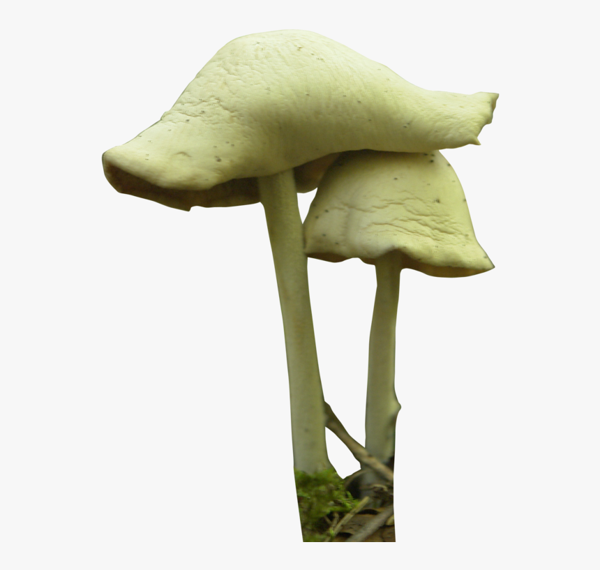 Mushroom Festival Fungus Psilocybin Mushroom - Fungi Plant Png, Transparent Png