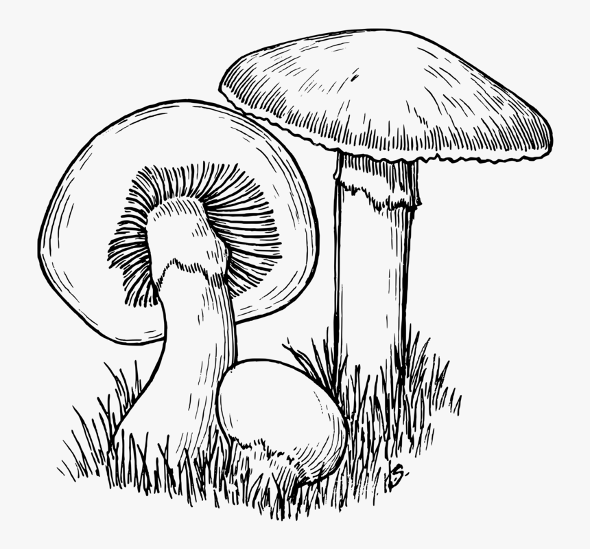 Line Art,monochrome Photography,tree - Mushroom Black And White, HD Png Download